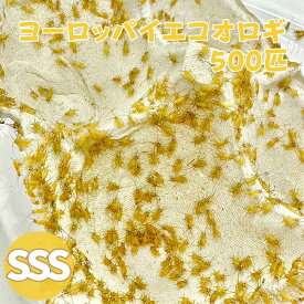 ヨーロッパイエコオロギ SSSサイズ 500匹 生餌 コオロギえさ 餌用コオロギ 活きエサ 販売 イエコオロギ 活き餌 コオロギ 生き餌 爬虫類 両生類 カナヘビ ヤモリ エサ カエル ヤドクガエル トカゲ 餌 活餌 イエコ 淡水魚 ヘビ フクロウ 爬虫類の餌 フクロウの餌 両生類のエサ