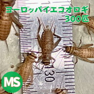 ヨーロッパイエコオロギ SMサイズ MSサイズ 300匹 生産者直販売生き餌 コオロギ 生餌 えさ 餌用 餌コオロ…