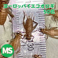 ヨーロッパイエコオロギ SMサイズ MSサイズ 50匹 生産者直販売 生餌 ヤモリ エサ レオパ 餌 トカゲ 爬虫…