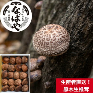 YҒ啪Yؐi800gjy(N[)AԌz 啪@BY Y  ǂ   