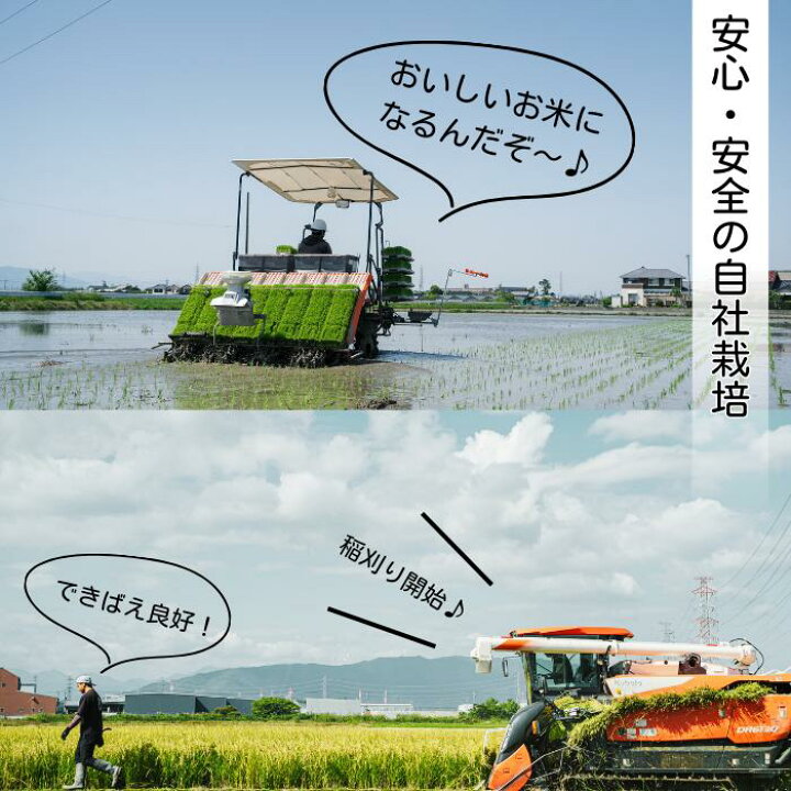 ⑧令和6年収穫の愛知県産、 あいちのかおり❗️ 蓮華、天日干し?今年も 