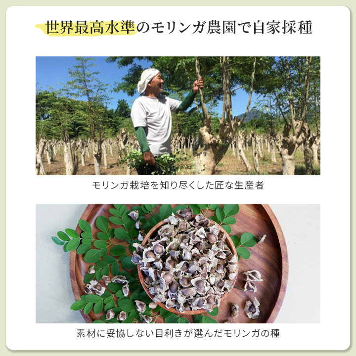 楽天市場】【高評価☆4.6】【楽天1位】【公式】 モリンガ 種 約250粒 