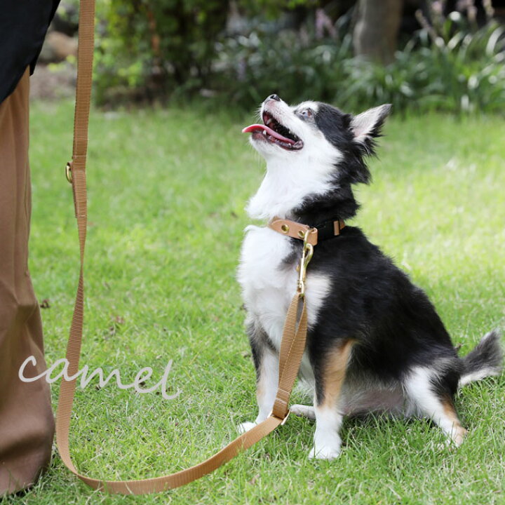 楽天市場 お名前無料刺繍 送料無料 リード 首輪 セット 犬 犬用 小型犬 中型犬 お出かけ 散歩 名入れ 刺繍 犬の首輪 おしゃれ かわいい シンプル ファッションリード プレゼント ギフト 日本製 ナコル Drk Nacole Dog ナコルドッグ