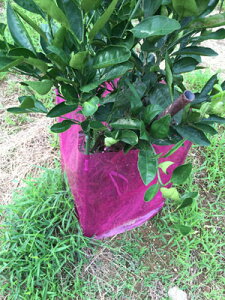 [rrbhsN 20] ǂJo[ 65cm×50cm 20/ ؂̕cEʎ̕cؗp ǂ͂tB | F{X