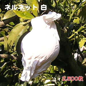 ([)  2,500 llbgij K-21 ӊp ʎ XgbLO^Cv| | F{X