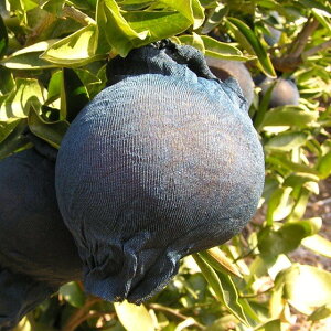 ([) llbgij XgbLO^Cvʎ| [500-2,000]  ӊp ʎ K-222 | F{X