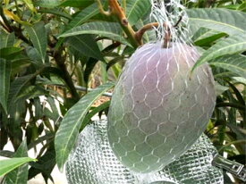 [即納] マンゴー生成用ネット 35cm [5,000枚] ナチュラル（透明）RS-504A-35N − 東京インキ_s