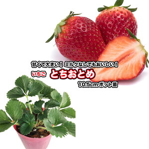 y ƂƂ z10.5cm|bgc^C`S