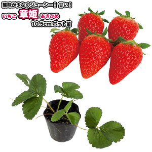 w ͕P (Ђ) x c 10.5cm|bg - ÂăW[V[