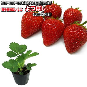 qɐB^ w ڂ x c 9cm|bg - M&BZNV