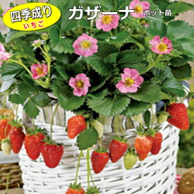 楽天市場 四季成りイチゴ 苗の通販
