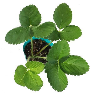 w 𑁐 (ق킹) x c 9cm|bg - ÂčL