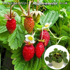 楽天市場 いちご 苗の通販
