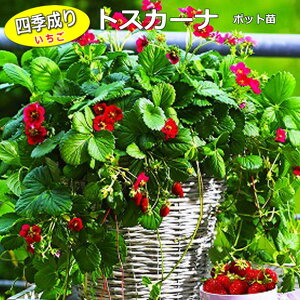 イチゴ 苗の人気商品 通販 価格比較 価格 Com イチゴ 苗の人気商品 通販 価格比較 価格 Com