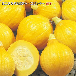 �w �T���_�J�{�`�� �R�����L�[ �x �~�j���ڂ��� ��q 6.5ml�i�����ڈ�10���j ��Z