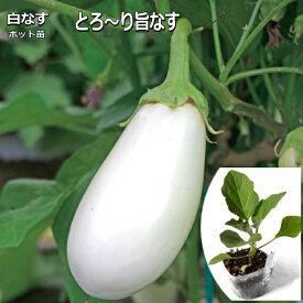 楽天市場 白 茄子 苗の通販