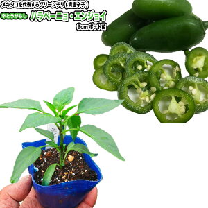 �w �n���y�[�j���E�G���W���C �x �Ƃ����炵�c 9cm�|�b�g �z�b�g�y�b�p�[