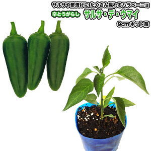 �w �T���T�E�f�E�E�}�C �x �Ƃ����炵�c 9cm�|�b�g �g�E�K���V