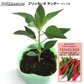 ホットペッパー Prikkeenoo プリッキーヌ チンダー 9cmポット苗 World Hot Chili Peppers トウガラシ