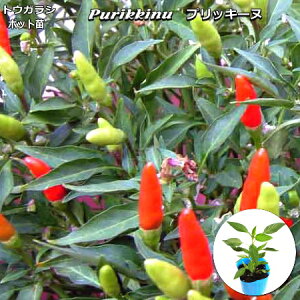 トウガラシ 苗の人気商品 通販 価格比較 価格 Com