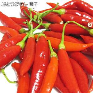 �w ���Ƃ����炵 �R�[���[�O�X�[ �x �h �Ƃ����炵 ��q 2ml(��150��) �g�E�K���V