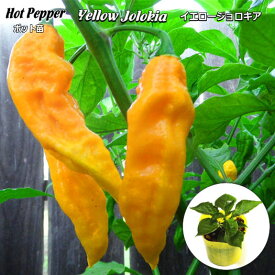 楽天市場 ジョロキア 苗の通販