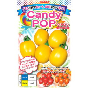 �w Candy Pop �V�g���� �x �~�j�g�}�g ��q 7�� �Ƃ܂�