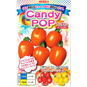 �w Candy Pop �}���_���� �x �~�j�g�}�g ��q 7�� �Ƃ܂�