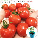 接ぎ木 ミニトマト ＣＦプチぷよ2　トマト 10.5cmポット苗