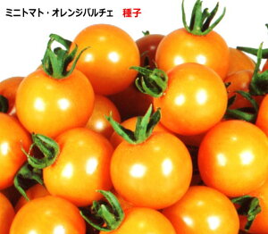 �w �I�����W�p���`�F �x �~�j�g�}�g ��q �Ƃ܂�