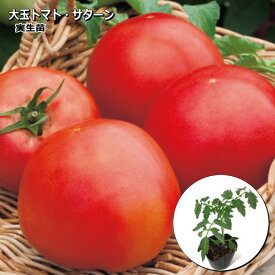 実生 大玉トマト サターン 9cmポット苗