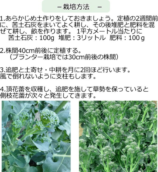 楽天市場 茎ブロッコリー グリーンボイス 9cmポット苗 なえ屋