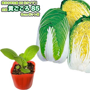 ؁y 85 z9cm|bgc^nNTC