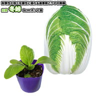 『 冬峠 』 白菜苗 9cmポット はくさい