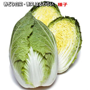 �w �t�� �n�������C �x �n�N�T�C ��q �y���b�g 100�� ����