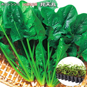 w ٓV x ق񂻂c 40i50jZ zE\E