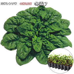 w ~7 x ق񂻂c 40i50jZ zE\E