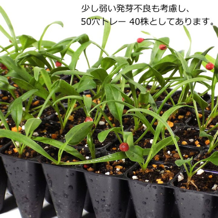 コキアの育て方 春の種まき 剪定なしでキレイ 丈夫で初心者向き 鈴木ややブログ 種子成長ボックスインサート苗ケース 蓋付き種子成長トレイガーデン Vladatk Kim Ba