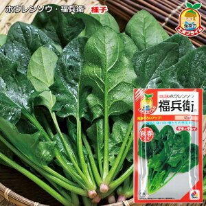 �w �����q �x �z�E�����\�E ��q 40ml �i�G�{�v���C����q�j �ق���񂻂� �@�@��