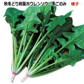 『 冬ごのみ 』 ホウレンソウ 種子 ほうれんそう 法蓮草