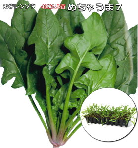 w ߂Ⴄ7 x ق񂻂c 40i50jZ zE\E