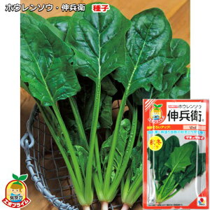 zE\Ey Lq zq 40ml iG{vCqj^ׂ