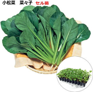  w ؁Xq ȂȂ x45i50jZc R}ci 