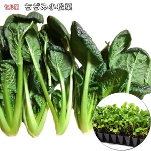 ݂܂؁@45i50jZc R}ci 