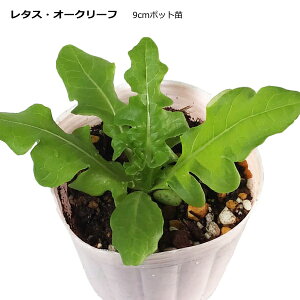 レタス 苗の人気商品 通販 価格比較 価格 Com
