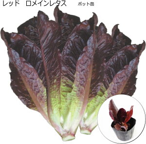 ^Xy bhC^X z9cm|bgc^ԗt