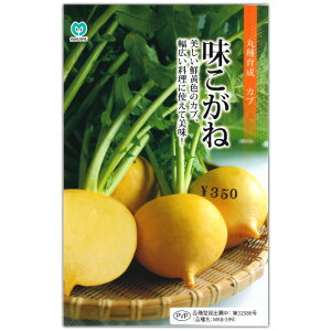 かぶ【 味こがね 】種子 1.8ml