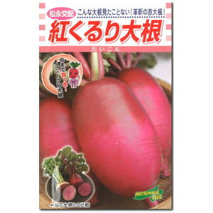 だいこん【 紅くるり大根 】種子 2.5ml