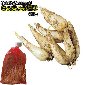 【 らっきょう 】種球 300g／ エシャロット