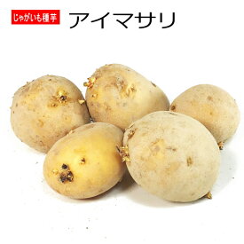 ジャガイモ・アイマサリ 種芋 500g 秋植え用ジャガイモ L〜Sサイズ